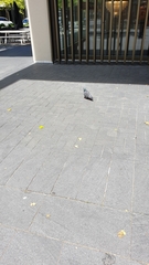 Columba livia domestica