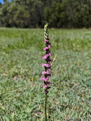 Spiranthes australis