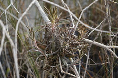 Tillandsia paucifolia