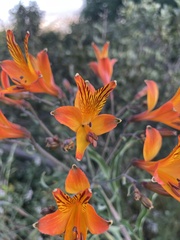 Alstroemeria ligtu