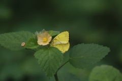 Eurema hecabe