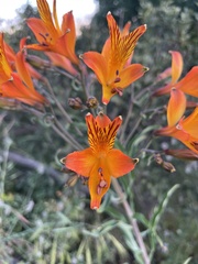 Alstroemeria ligtu