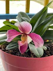 Paphiopedilum