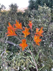 Alstroemeria ligtu