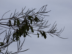Acacia aneura