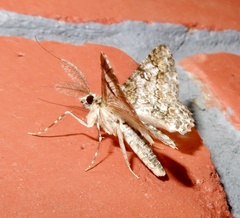 Cleora acaciaria