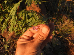 Phaseolus filiformis