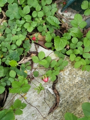 Potentilla hebiichigo