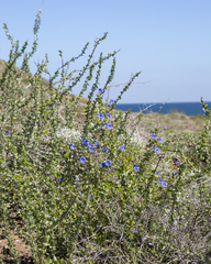 Jacquemontia abutiloides