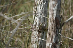 Tillandsia paucifolia