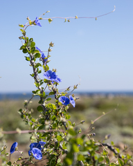 Jacquemontia abutiloides