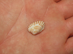Cardites floridanus