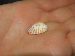 Cardites floridanus
