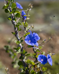 Jacquemontia abutiloides