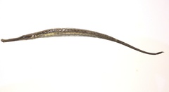 Microphis lineatus