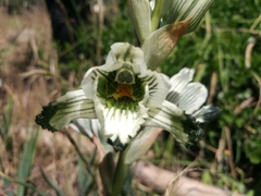Chloraea bletioides
