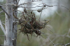 Tillandsia paucifolia