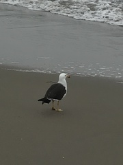Larus belcheri