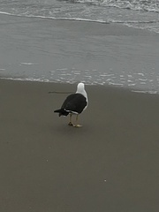 Larus belcheri