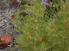 Senna artemisioides
