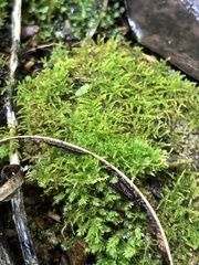 Racopilum cuspidigerum