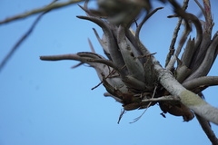 Tillandsia paucifolia