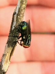 Cochliomyia