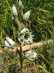 Chloraea bletioides