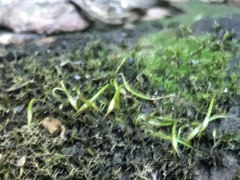 Racopilum cuspidigerum