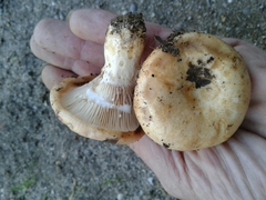 Lactarius