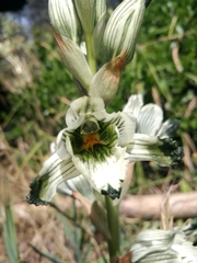 Chloraea bletioides