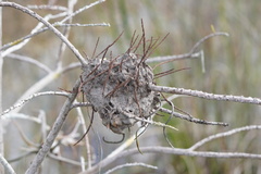 Crematogaster parapilosa