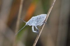 Brochymena