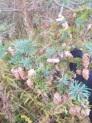 Picea glauca