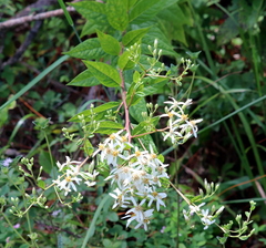 Doellingeria sericocarpoides