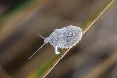 Brochymena