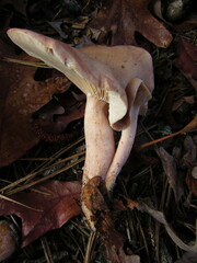 Lactarius imperceptus