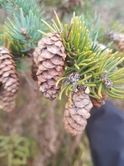 Picea glauca