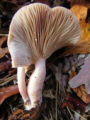 Lactarius imperceptus