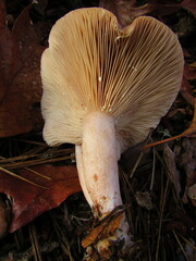Lactarius imperceptus