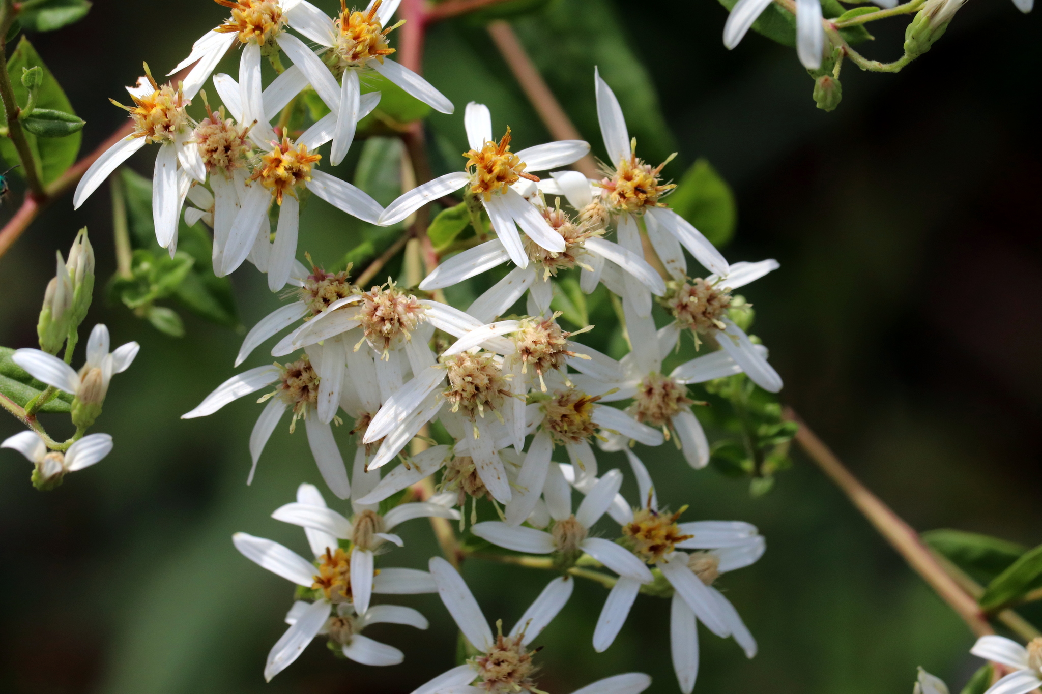 Doellingeria sericocarpoides