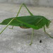 Japanese Broadwinged Katydid - Photo (c) i164, some rights reserved (CC BY-NC), uploaded by i164