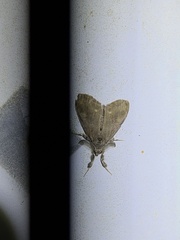 Dasychira vagans