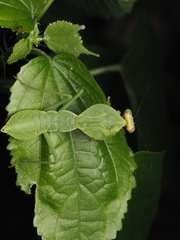 Rhombodera valida