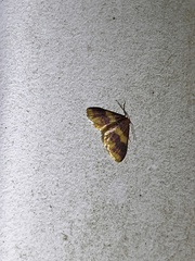 Lophosis labeculata