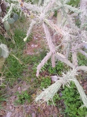 Cylindropuntia