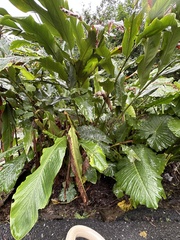 Alpinia uraiensis