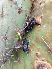 Cactophagus spinolae