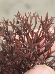 Rhodophyta