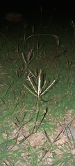 Eleusine indica